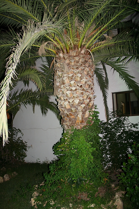 Rodos 2007 011